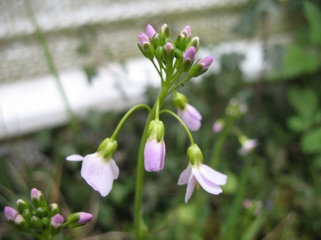 Cardamine des prés